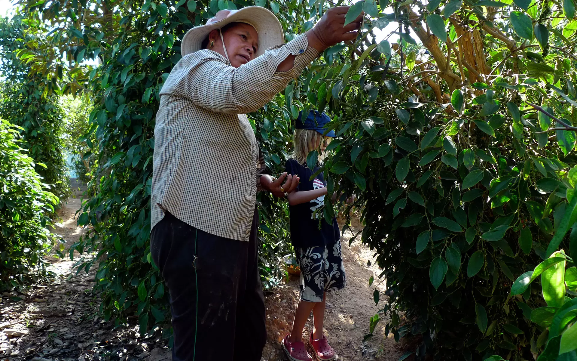 Kampot pepper plantation